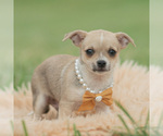 Small Photo #65 Chihuahua Puppy For Sale in WARSAW, IN, USA