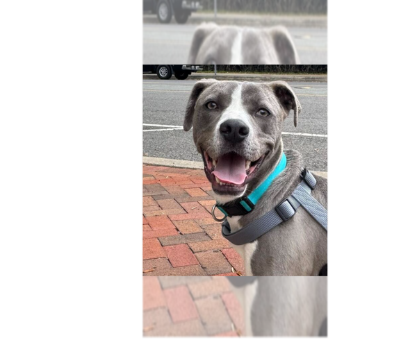 Medium Photo #5 Labrador Retriever-Unknown Mix Puppy For Sale in Greenbelt, MD, USA