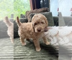 Small #16 Aussiedoodle