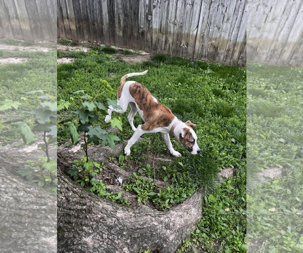 Medium Photo #5 American Pit Bull Terrier-Great Dane Mix Puppy For Sale in Fenton, MO, USA