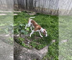 Small #4 American Pit Bull Terrier-Great Dane Mix