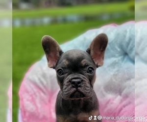 French Bulldog Puppy for sale in MIAMI, FL, USA