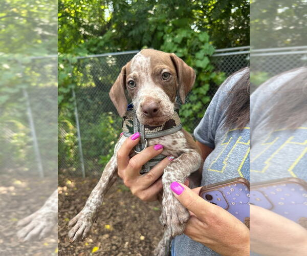Medium Photo #1 American Staffordshire Terrier-German Shorthaired Pointer Mix Puppy For Sale in Lawrenceville, NJ, USA