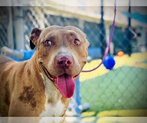 American Pit Bull Terrier-Catahoula Leopard Dog Mix Dogs for adoption in Orlando, FL, USA