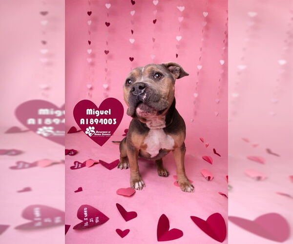 Medium Photo #2 Mutt Puppy For Sale in Riverside, CA, USA