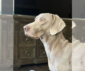 Weimaraner Dogs for adoption in Fort Worth, TX, USA