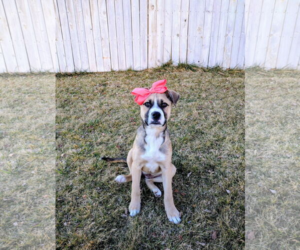 Medium Photo #1 Mutt Puppy For Sale in Sandy, UT, USA