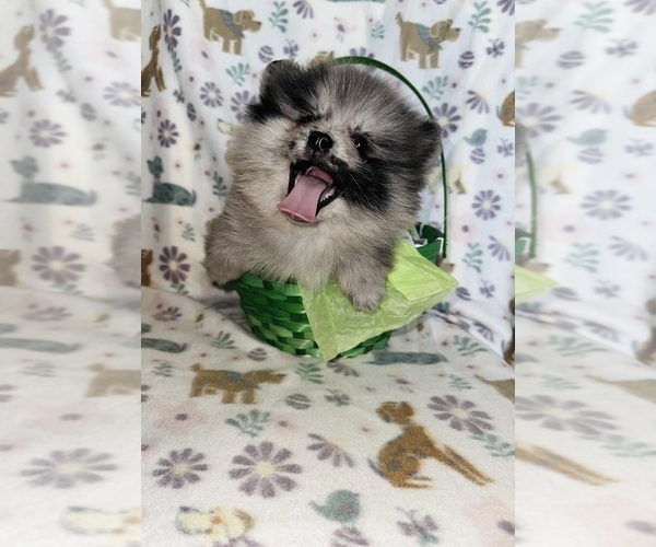Medium Photo #3 Pomeranian Puppy For Sale in BAKERSFIELD, CA, USA
