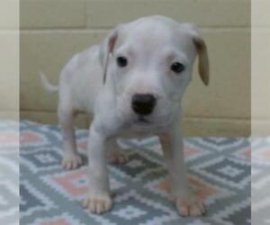 American Pit Bull Terrier Dogs for adoption in Downey, CA, USA