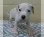 Small American Pit Bull Terrier