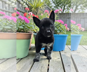 Mutt Dogs for adoption in McKinney, TX, USA