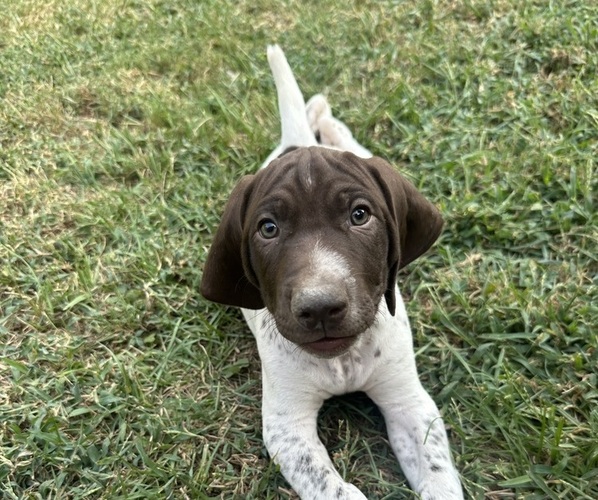 Medium Photo #5 German Shorthaired Pointer Puppy For Sale in THOMASVILLE, AL, USA