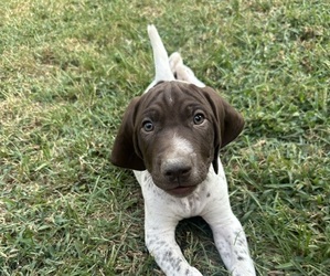 Medium German Shorthaired Pointer