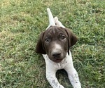 Puppy Moss German Shorthaired Pointer