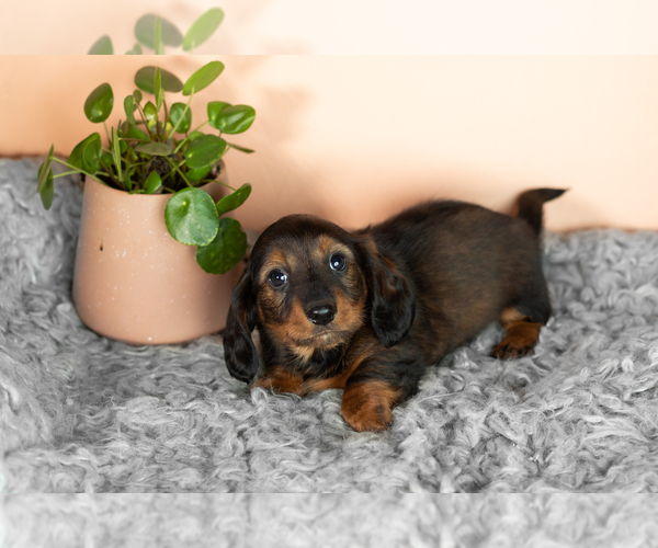 Medium Photo #3 Dachshund Puppy For Sale in WAKARUSA, IN, USA