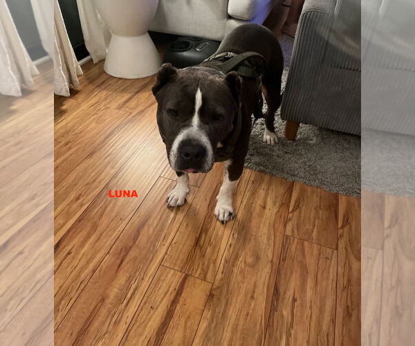 Medium Photo #3 Mutt Puppy For Sale in Woodland Hills, CA, USA