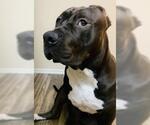 Small #2 American Pit Bull Terrier