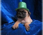 Small Photo #3 Pug Puppy For Sale in NORWOOD, MO, USA
