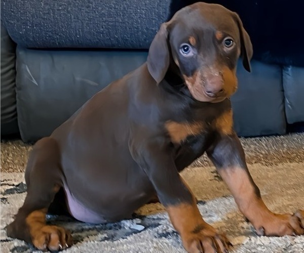 Medium Photo #36 Doberman Pinscher Puppy For Sale in YUCCA VALLEY, CA, USA