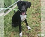 Small #3 Labrador Retriever-Retriever  Mix