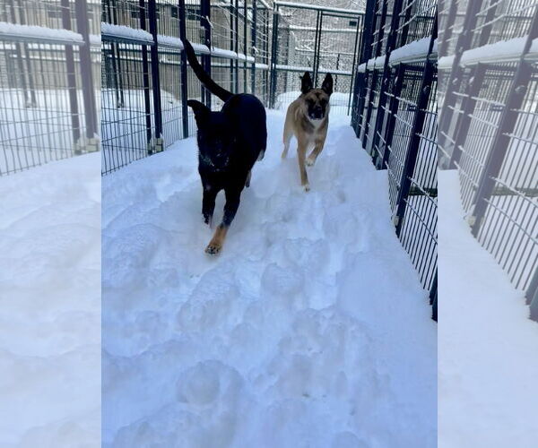 Medium Photo #10 German Shepherd Dog Puppy For Sale in Sebec, ME, USA
