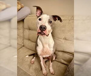 Mutt Dogs for adoption in Holly Springs, NC, USA