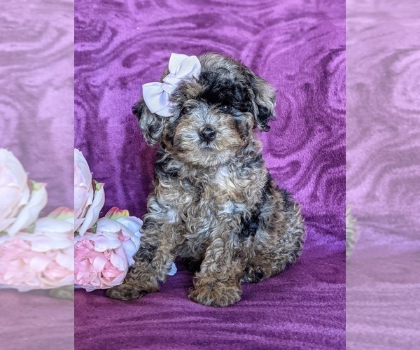 Medium Photo #1 Poodle (Miniature) Puppy For Sale in NOTTINGHAM, PA, USA