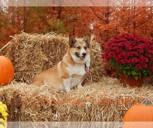 Mother of the Pembroke Welsh Corgi puppies born on 11/17/2022