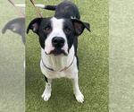 Small #1 American Pit Bull Terrier