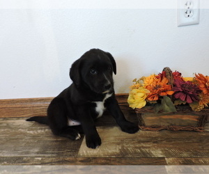 Borador Puppy for sale in THORP, WI, USA