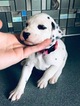 Small Photo #3 Dalmatian Puppy For Sale in ASHEBORO, NC, USA