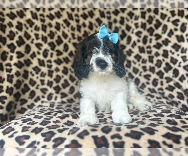 Medium Photo #7 Cock-A-Poo Puppy For Sale in LAKELAND, FL, USA