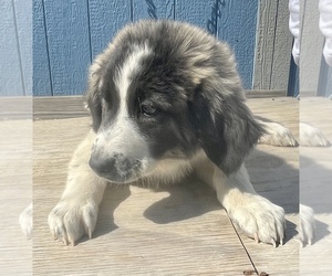 Pyredoodle Puppy for Sale in GEORGETOWN, Texas USA