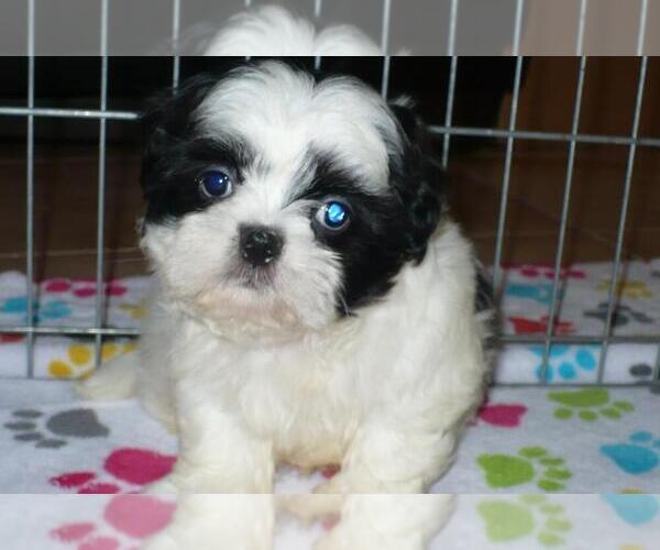 Medium Photo #4 Shih Tzu Puppy For Sale in ORO VALLEY, AZ, USA