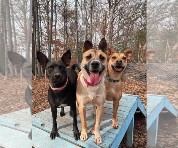 Medium Photo #2 Mutt Puppy For Sale in Greenville, SC, USA