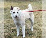 Small #1 Cairn Terrier Mix