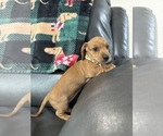 Puppy Precious Dachshund