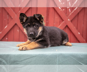 Medium German Shepherd Dog