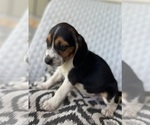 Small #4 Beagle