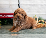 Small #1 Goldendoodle (Miniature)