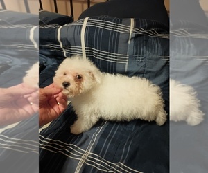 Maltese-Poodle (Toy) Mix Puppy for sale in LUDOWICI, GA, USA