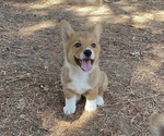 Small #5 Pembroke Welsh Corgi