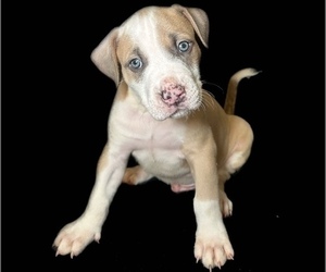 American Bully Puppy for sale in JERSEY CITY, NJ, USA