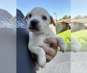 Labrador Retriever-Unknown Mix Dogs for adoption in Houston, TX, USA