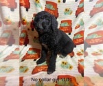 Puppy Puppy 6 Goldendoodle