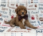 Adam - Male Cavapoo (Miniature) Puppy for Sale - Photo #3