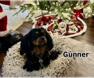 Father of the Cavalier King Charles Spaniel puppies born on 04/28/2026