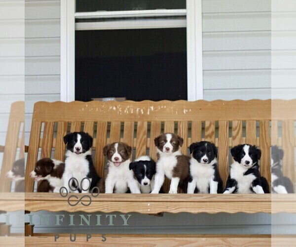 Medium Photo #2 Border Collie Puppy For Sale in QUARRYVILLE, PA, USA