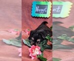 Small Photo #4 Yorkshire Terrier Puppy For Sale in AKRON, OH, USA