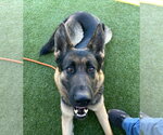 Small German Shepherd Dog